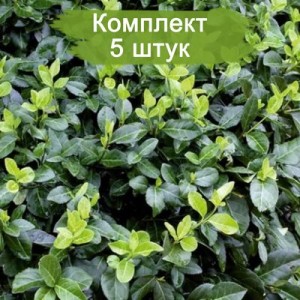 Саженцы бересклета Колоратус (Coloratus) -  комплект 5 шт.