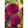 Клубни георгина шаровидного Бом Бом Пурпл (Boom Boom Purple) -  комплект 5 шт.
