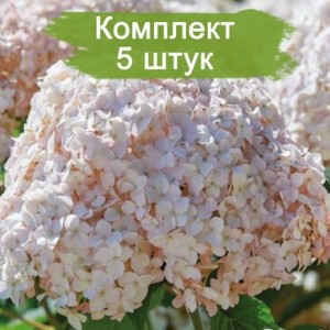 Саженцы гортензии древовидной Кандибелле Маршмэллоу (Candybelle Marshmallow) -  комплект 5 шт.
