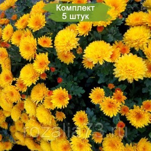 Саженцы желтой хризантемы мультифлоры Адонис (Adonis) -  комплект 5 шт.