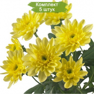 Саженцы среднецветковой желтой хризантемы Балтика - комплект 5 шт.