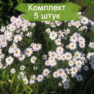 Саженцы белой хризантемы мультифлоры Сибирская -  комплект 5 шт.