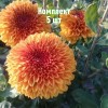 Саженец хризантемы Венди Бронз - комплект 5 шт.