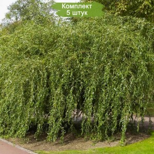 Сеянцы ивы Матсуды (Salix Matsudana) -  комплект 5 шт.