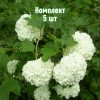 Саженцы калины Бульденеж - комплект 5 шт.