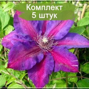 Саженцы клематиса Миссис Н. Томпсон (Mrs. N. Thompson) -  комплект 5 шт.