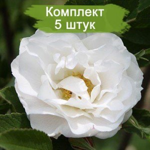 Саженцы канадской розы Лак Маджеу (Lac Majeau) -  комплект 5 шт.