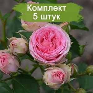 Саженцы спрей розы Мими Эден (Mimi Eden) -  комплект 5 шт.