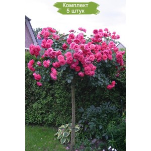 Саженцы штамбовой розы Розариум Ютерзен (Rosarium Uetersen) -  комплект 5 шт.