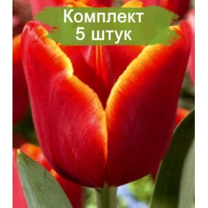 Луковицы тюльпана Лаура Фиджи (Laura Fygi) -  комплект 5 шт.