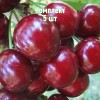 Саженцы вишни Радонеж - комплект 5 шт.