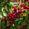Саженцы вишни войлочной Детской - комплект 5 шт.