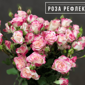 Саженец кустовой розы Рефлекс (Reflex)