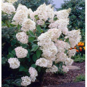 Саженец гортензии метельчатой Грандифлора (Grandiflora)