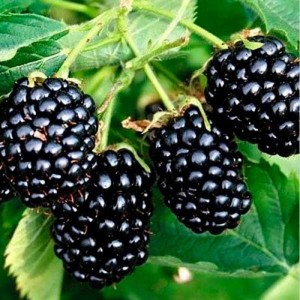 Саженец ежевики Натчез (Natchez)
